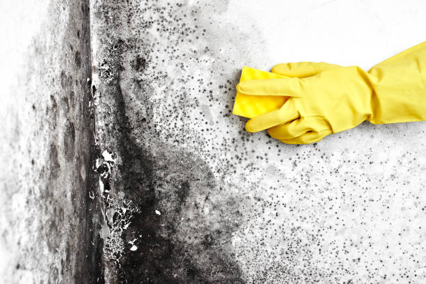 Best Biohazard Mold Removal  in Lake City, GA