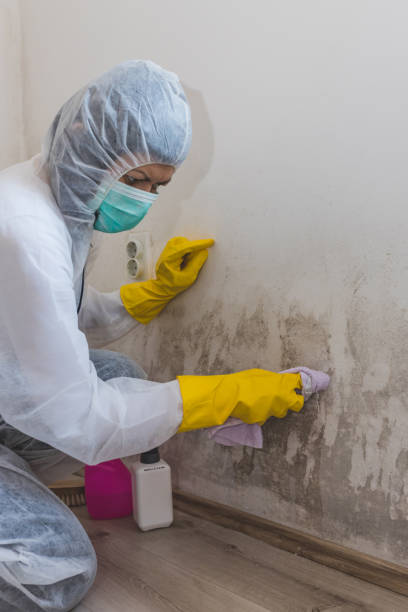 Best Mold Damage Restoration  in Lake City, GA